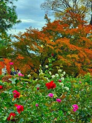 【旧古河庭園】紅葉とバラの見頃入りをお知らせします！