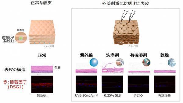 外部刺激にゆらぎにくく健やかな肌へ、ヘパリン類似物質研究に新知見