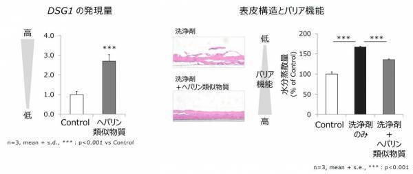 外部刺激にゆらぎにくく健やかな肌へ、ヘパリン類似物質研究に新知見