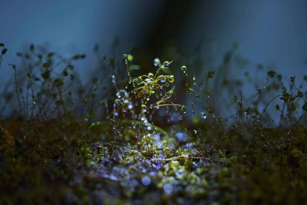 【奥入瀬渓流ホテル】早春の花咲く苔を愛でるプログラム「春のお苔見（こけみ）」新登場～夜闇に輝く苔の花を観察します～｜期間：2023年4月15日〜5月7日