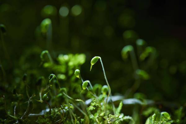 【奥入瀬渓流ホテル】早春の花咲く苔を愛でるプログラム「春のお苔見（こけみ）」新登場～夜闇に輝く苔の花を観察します～｜期間：2023年4月15日〜5月7日