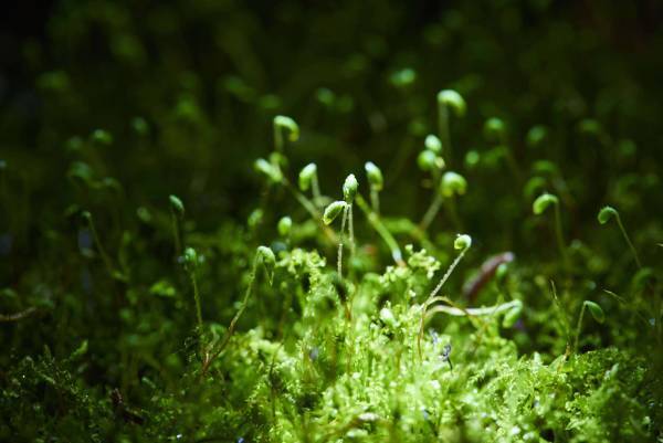 【奥入瀬渓流ホテル】早春の花咲く苔を愛でるプログラム「春のお苔見（こけみ）」新登場～夜闇に輝く苔の花を観察します～｜期間：2023年4月15日〜5月7日