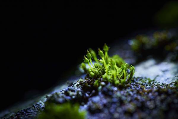 【奥入瀬渓流ホテル】早春の花咲く苔を愛でるプログラム「春のお苔見（こけみ）」新登場～夜闇に輝く苔の花を観察します～｜期間：2023年4月15日〜5月7日