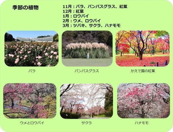 2023年度　神代植物公園　ウエディングフォトプランの参加者を募集します！