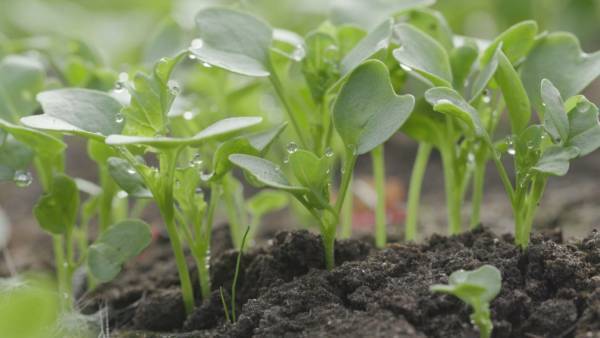 【広島ホームテレビ】広島の未来をつくる「ひろしま未来区」プロジェクト第３弾を放送！