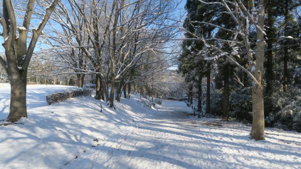 桜ヶ丘公園　１月ガイドウォーク　1月28日（土）開催！