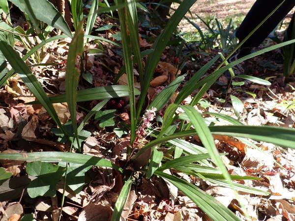 桜ヶ丘公園　１月ガイドウォーク　1月28日（土）開催！