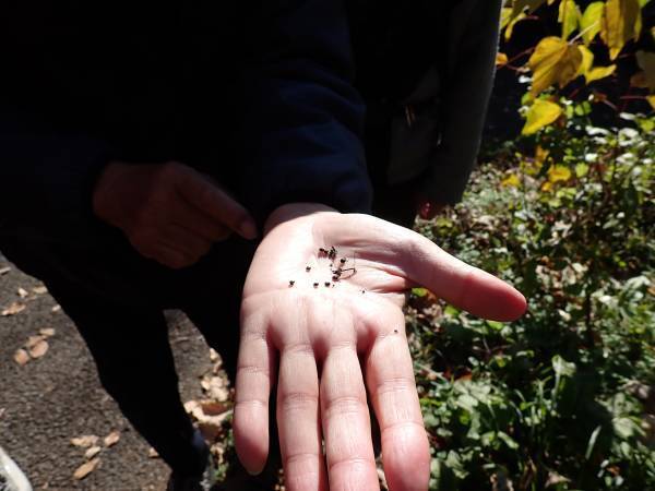 桜ヶ丘公園　１月ガイドウォーク　1月28日（土）開催！