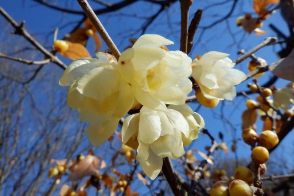 桜ヶ丘公園　１月ガイドウォーク　1月28日（土）開催！