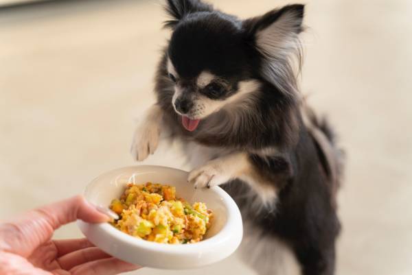 毎月11日は「キラナわんわんデー」へ！わんこ大歓迎イベントを2月11日（土）に初回開催【キラナガーデン豊洲】