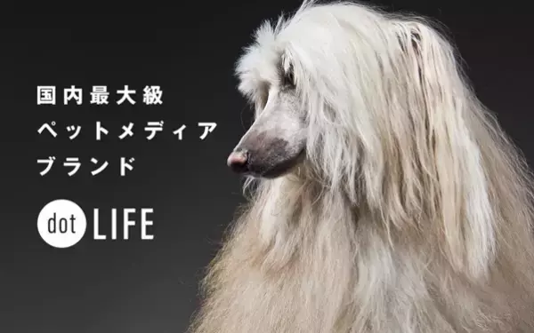 「国内最大級」犬種特化型ドッグイベント『French Bulldog LIVE 2023』が開催決定！7,000人の来場者と150店舗を誘致予定