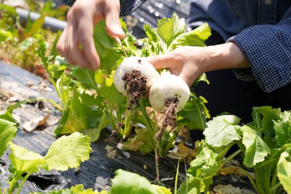 オーガニック野菜を心ゆくまで堪能できる、セルフサラダコーナーが始動。京丹後市スモールリゾートホテル「HOTEL&湖邸 艸花 -SOKA-」