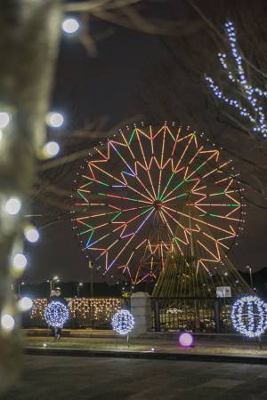 【3月5日(日)まで好評開催中】都立公園最大のスイセン花壇が見頃！太陽光ライトアップで今年は夜も楽しめます！「花と光のムーブメント 葛西臨海公園×スイセン」