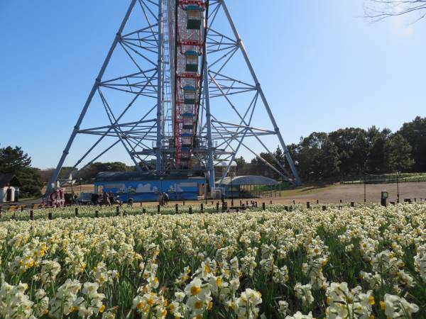 【3月5日(日)まで好評開催中】都立公園最大のスイセン花壇が見頃！太陽光ライトアップで今年は夜も楽しめます！「花と光のムーブメント 葛西臨海公園×スイセン」