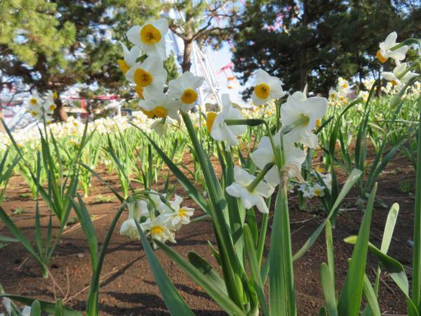 【3月5日(日)まで好評開催中】都立公園最大のスイセン花壇が見頃！太陽光ライトアップで今年は夜も楽しめます！「花と光のムーブメント 葛西臨海公園×スイセン」