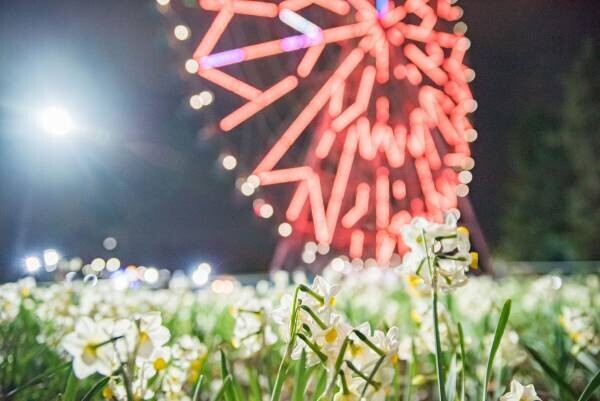 【3月5日(日)まで好評開催中】都立公園最大のスイセン花壇が見頃！太陽光ライトアップで今年は夜も楽しめます！「花と光のムーブメント 葛西臨海公園×スイセン」