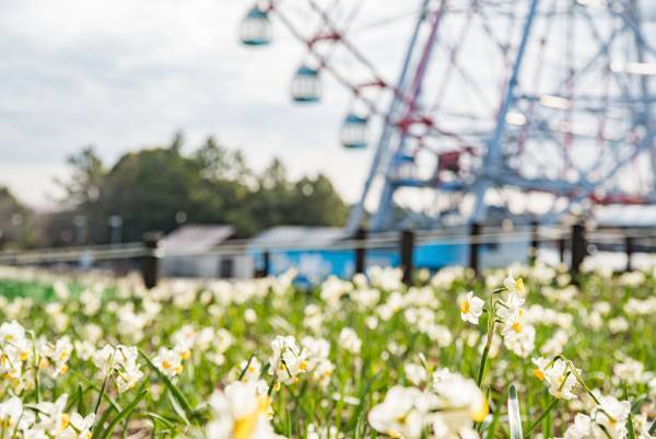 【3月5日(日)まで好評開催中】都立公園最大のスイセン花壇が見頃！太陽光ライトアップで今年は夜も楽しめます！「花と光のムーブメント 葛西臨海公園×スイセン」
