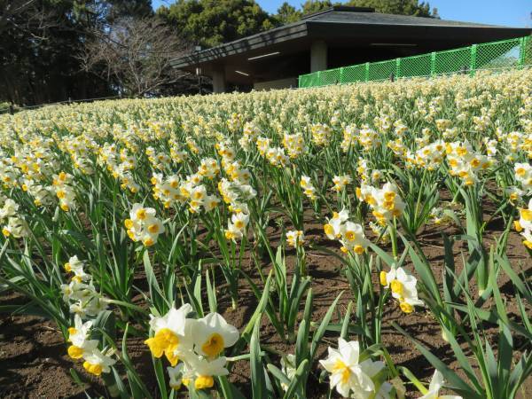 【3月5日(日)まで好評開催中】都立公園最大のスイセン花壇が見頃！太陽光ライトアップで今年は夜も楽しめます！「花と光のムーブメント 葛西臨海公園×スイセン」