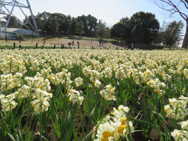 【3月5日(日)まで好評開催中】都立公園最大のスイセン花壇が見頃！太陽光ライトアップで今年は夜も楽しめます！「花と光のムーブメント 葛西臨海公園×スイセン」