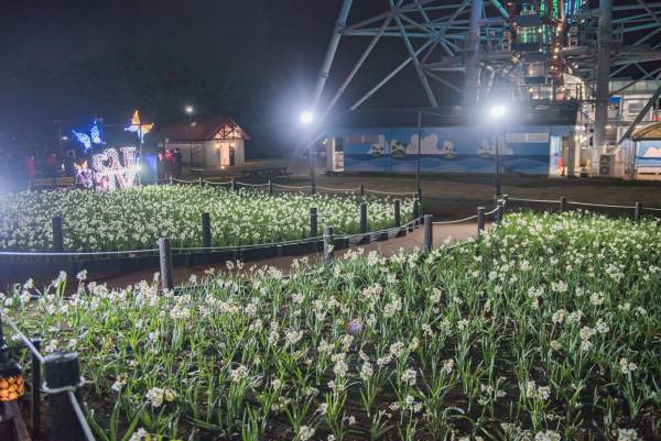 【3月5日(日)まで好評開催中】都立公園最大のスイセン花壇が見頃！太陽光ライトアップで今年は夜も楽しめます！「花と光のムーブメント 葛西臨海公園×スイセン」