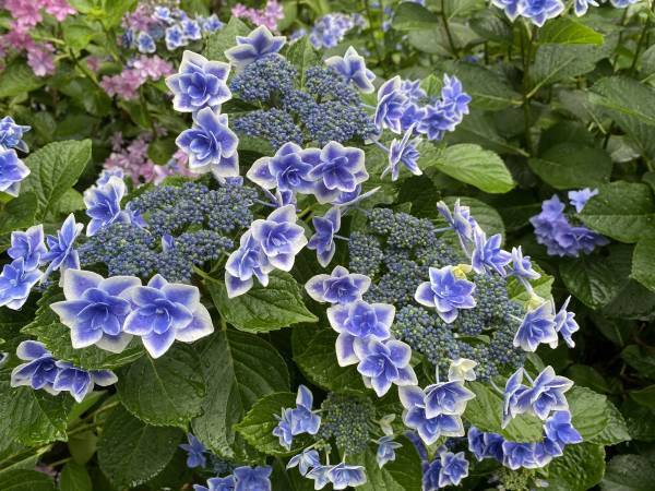 【カープ 森下暢仁投手】プロ４年目の決意に迫る！