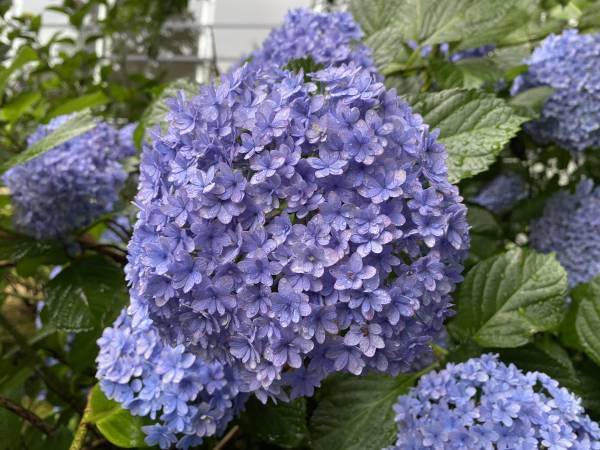 【カープ 森下暢仁投手】プロ４年目の決意に迫る！