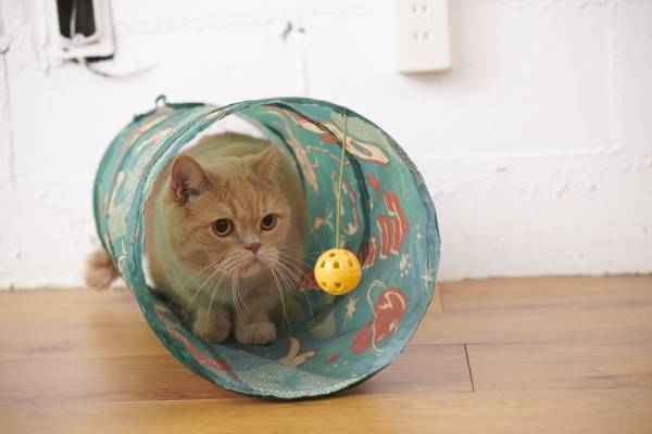 猫好き集まれー!！ お待たせしました！！ 大人気の爪とぎが再入荷します！