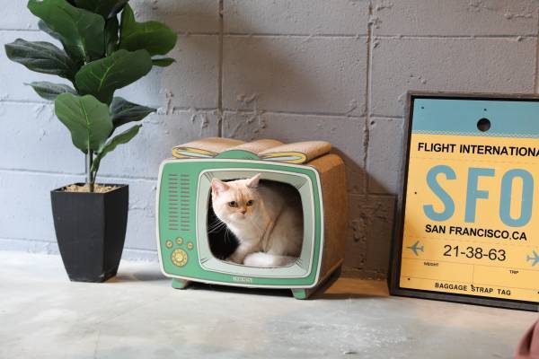 猫好き集まれー!！ お待たせしました！！ 大人気の爪とぎが再入荷します！