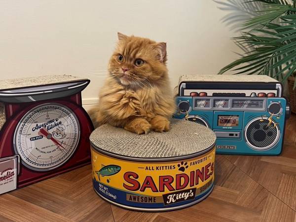 猫好き集まれー!！ お待たせしました！！ 大人気の爪とぎが再入荷します！