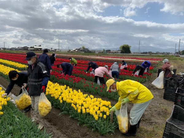 【ようこそ富山へ！】富山市と共催！5万輪のチューリップで描くフラワーカーペットでおもてなし「TOYAMA SMILE FLOWER CARPET 2023」開催