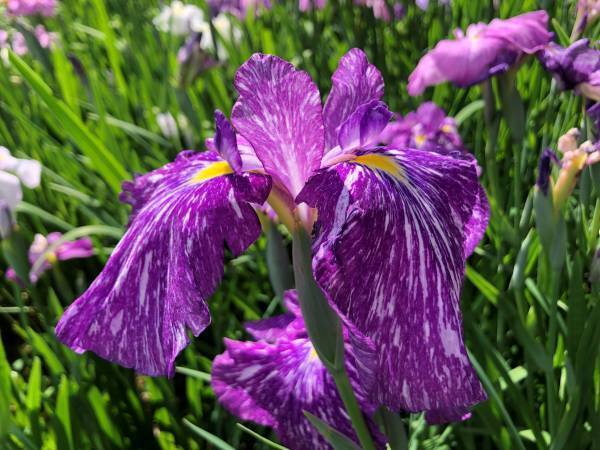 清澄庭園のハナショウブが見頃入り！イベント「花菖蒲と遊ぶ」も開催中！