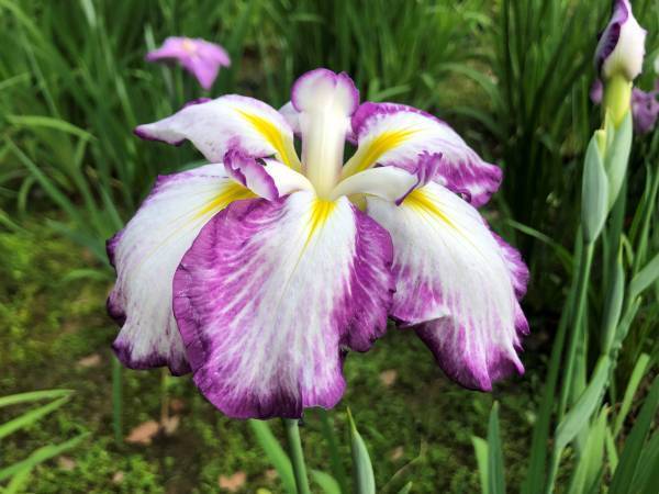 清澄庭園のハナショウブが見頃入り！イベント「花菖蒲と遊ぶ」も開催中！