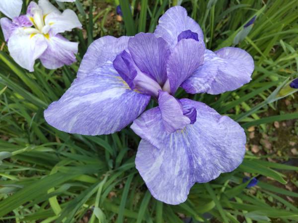 清澄庭園のハナショウブが見頃入り！イベント「花菖蒲と遊ぶ」も開催中！