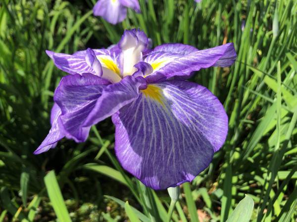 清澄庭園のハナショウブが見頃入り！イベント「花菖蒲と遊ぶ」も開催中！