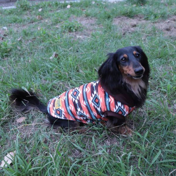 ペットも冬へ衣替え！ おしゃれなペットウェアの新商品を販売いたします！