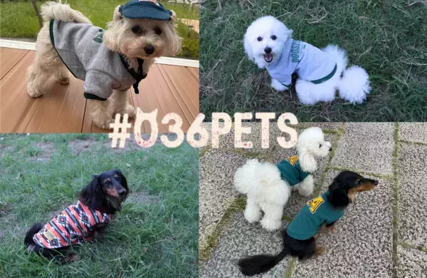 ペットも冬へ衣替え！ おしゃれなペットウェアの新商品を販売いたします！