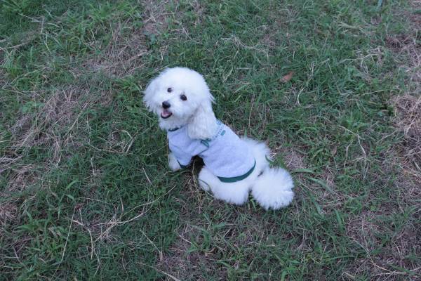 ペットも冬へ衣替え！ おしゃれなペットウェアの新商品を販売いたします！