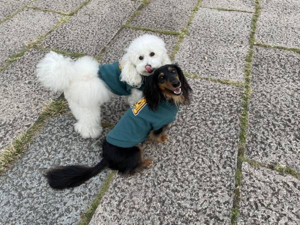 ペットも冬へ衣替え！ おしゃれなペットウェアの新商品を販売いたします！