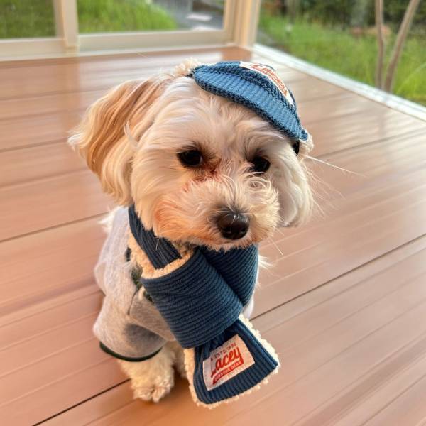 ペットも冬へ衣替え！ おしゃれなペットウェアの新商品を販売いたします！