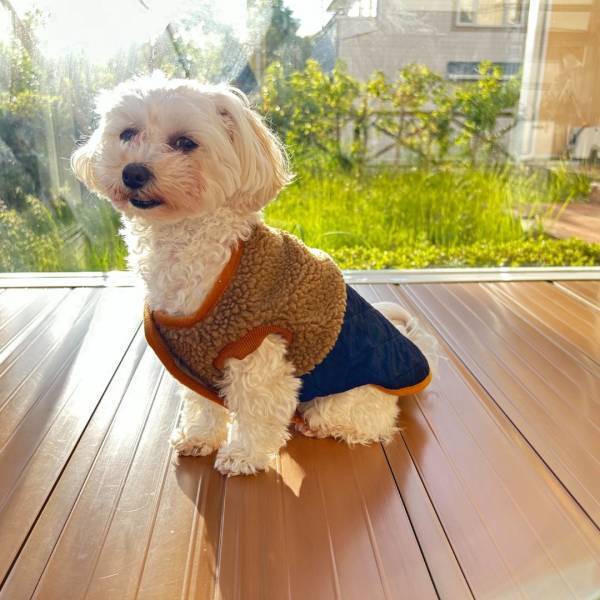 ペットも冬へ衣替え！ おしゃれなペットウェアの新商品を販売いたします！