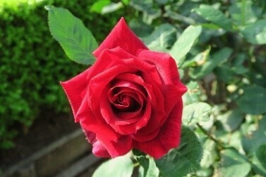 【旧古河庭園】10/7～秋のバラフェスティバル開催