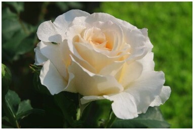 【旧古河庭園】10/7～秋のバラフェスティバル開催