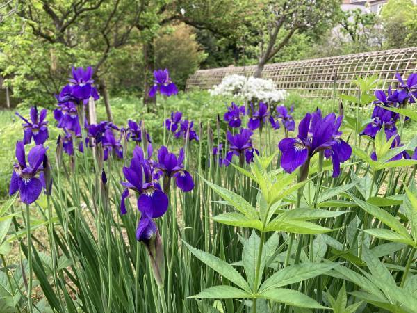 都立9庭園　5月4日(木・祝)みどりの日は無料開園！