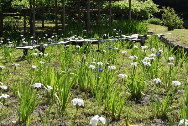 都立9庭園　5月4日(木・祝)みどりの日は無料開園！