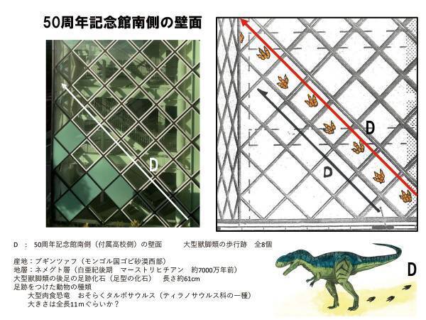 【岡山理科大学】7000万年前に思いを馳せて！壁面ガラスに３種類の恐竜の歩行足跡を展示！