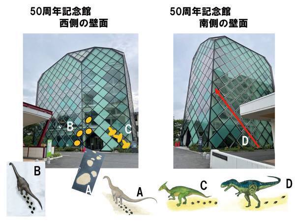 【岡山理科大学】7000万年前に思いを馳せて！壁面ガラスに３種類の恐竜の歩行足跡を展示！