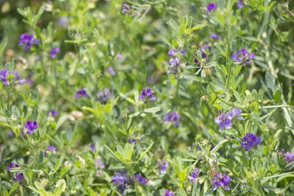 毎日の紫外線対策におすすめ！プラスリストアの日焼け止めが天然由来成分『アルファエキス』を追加し、リニューアル発売｜株式会社ジェイメック