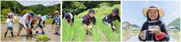 宝酒造「田んぼの学校２０２３」最終回＜収穫編＞を開催