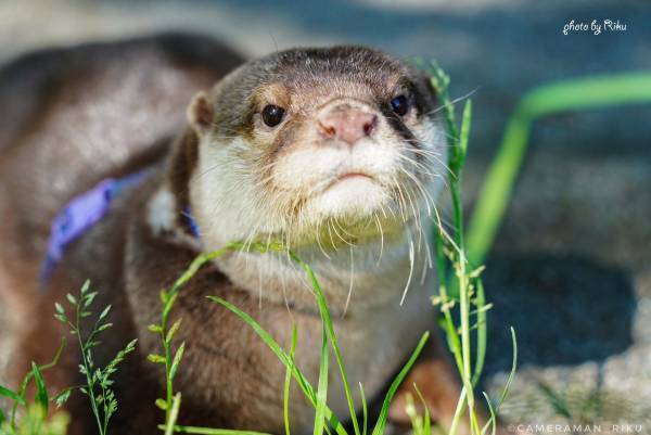 2023年7月7日～アニマルハウスユーキ初のペットフォトブック『Family Land』受注販売決定！