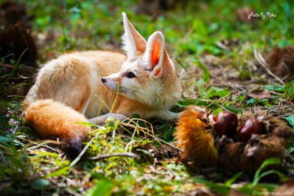 2023年7月7日～アニマルハウスユーキ初のペットフォトブック『Family Land』受注販売決定！